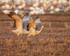 Sandhill Cranes preparing for takeoff, Bosque del Apache, New Mexico