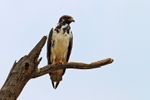 Augur Buzzard portfolio