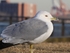 Seagull on Liberty