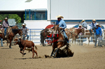 3HRodeo8-11-25_PRCASteer_06156_