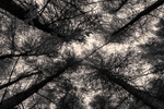 Rakerigg Wood 01