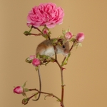Rose Mouse SD2519