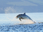 Jumping Bottlenose Dolphin carrying fish, Chanonry Point, Scotland