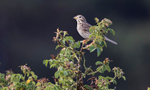 Corn Bunting
