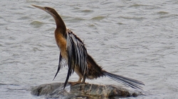 BIRDS & INSECTS portfolio