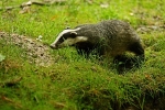 Badger - Wildwood Trust