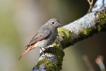 Common Redstart