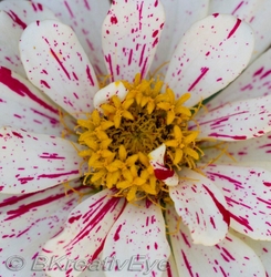 Floral 158