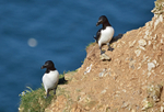 Razorbills