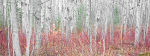BIRCHES AND DOGWOOD - BRUCE COUNTY