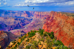 Canyon Condors