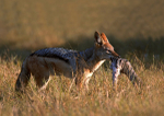 Black-backed Jackal