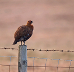 Red Grouse