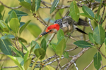 Red-bellied Woodpecker with food, Corkscrew Swamp, Florida