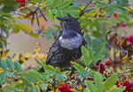 Female Ring Ouzel (1)