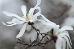 Magnolia Stellata