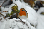 Robin