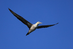 Cape Gannet portfolio
