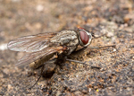 Leucophora Fly