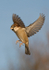 Sparrow