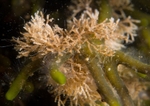 Cellaria sp