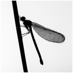 Dewdrop Demoiselle