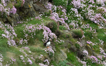 Macareux at Sumburgh
