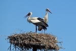 White Storks