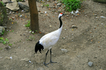 Whooping Crane