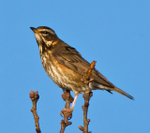 Redwing