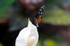 Tiger Longwing Butterfly - 4102