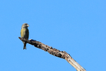 Red Crossbill portfolio