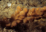 Alcyonidium diaphanum