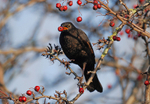 Blackbird