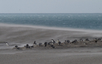 Saunders Island Falklands