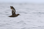 Sooty Shearwater portfolio