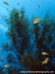 RS012: Anthias in tree