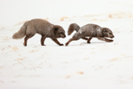 Male Arctic Fox approaches female, Hornstrandir, Iceland