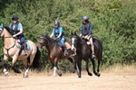 WJ6_9019
