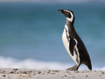 Magellanic Penguin side view, Carcass Island, Falklands
