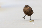 Blackish Cinclodes walking on beach, Carcass Settlement, Falklands