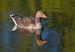 Greylag Goose