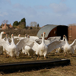 HnyBtm IMG_4583-Med-2