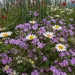 Pyrenian  cranesbill (Geranium pyrenaicum) with Ox-eye Daisy (Leucanthemum vulgare)