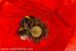 MPAA-4707 Bumble Bee in Red Poppy