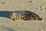 Atlantic Grey Seal