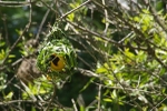 Southern Masked Weaver - SA