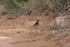 Mousiers Redstart