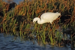 Little Egret