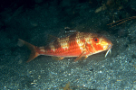 Mullus surmuletus